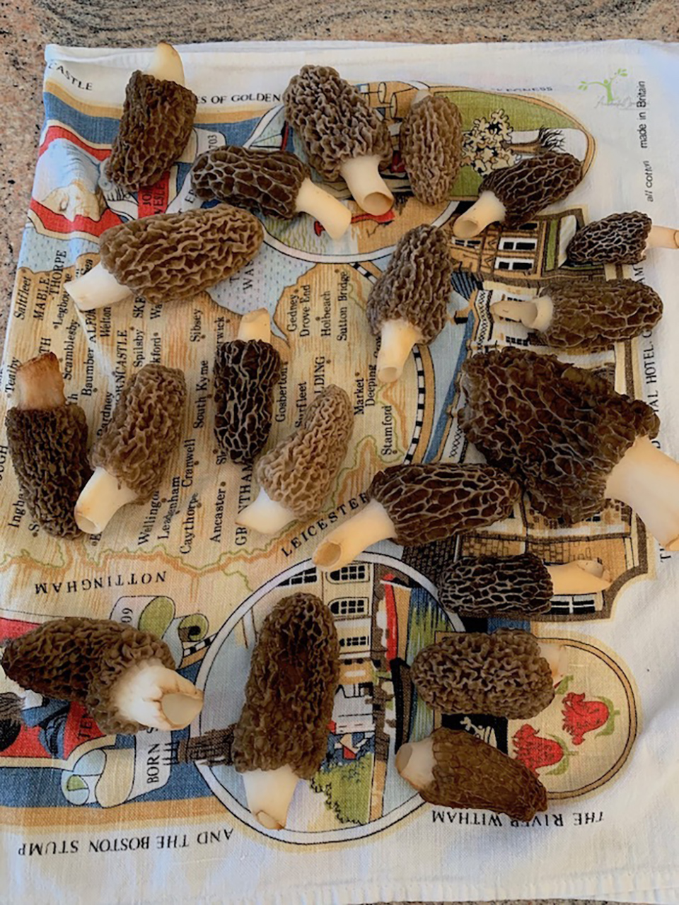 morels-on-tea-towel-drying