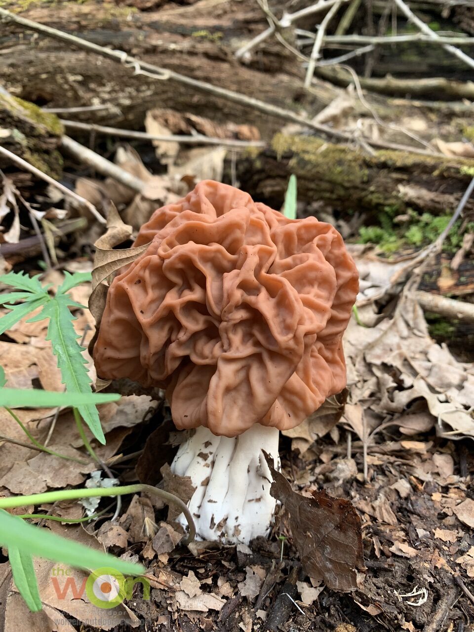 red morel