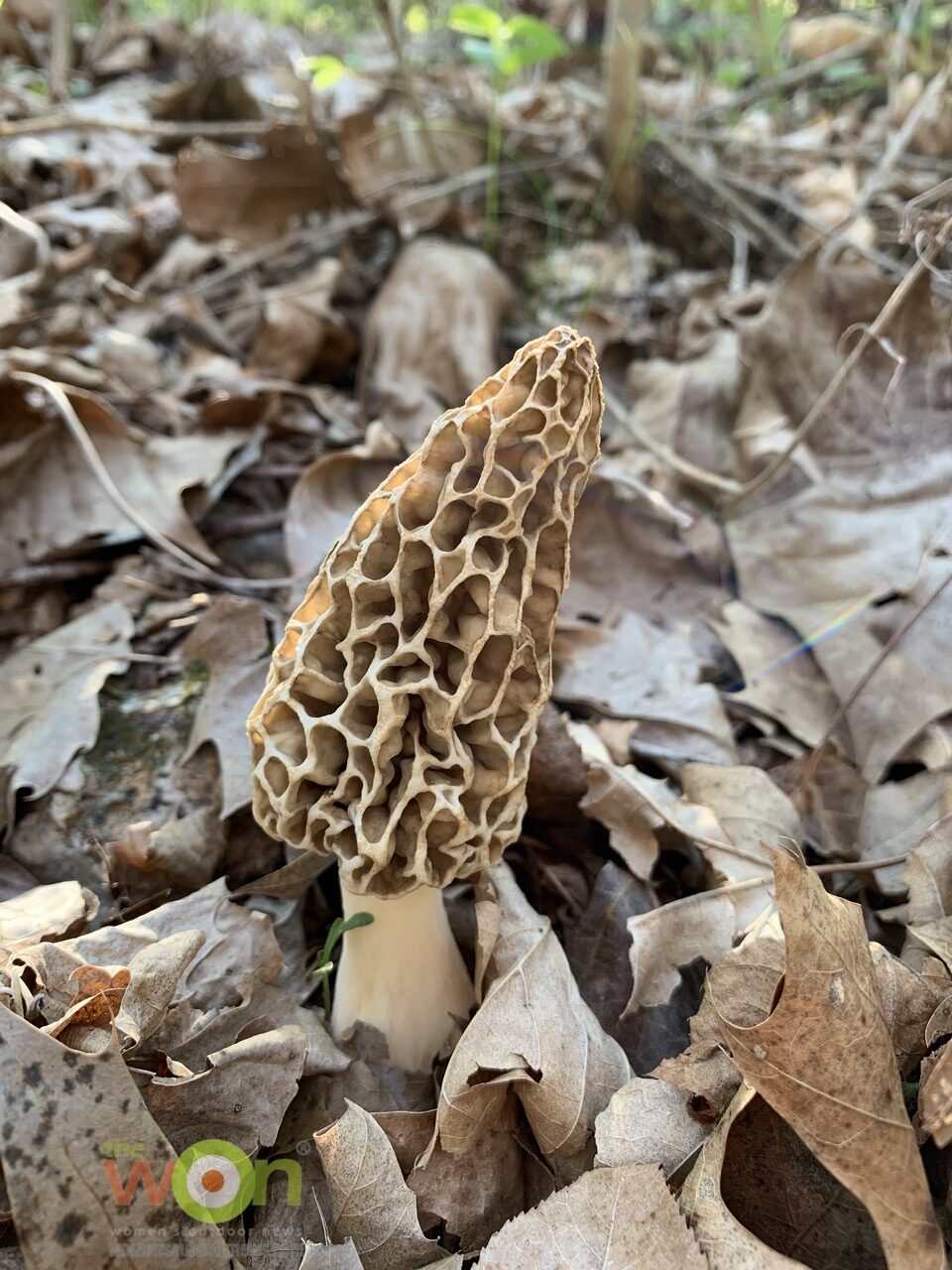 single morel mushroom