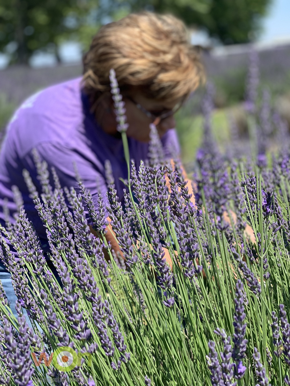 woman in lavender field