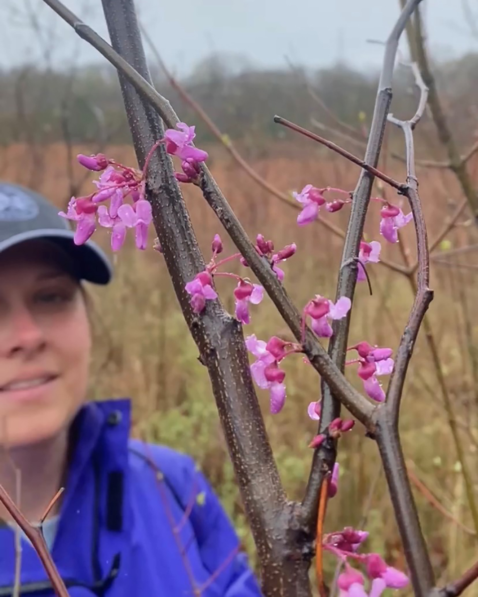 Jessica White Redbud Tree