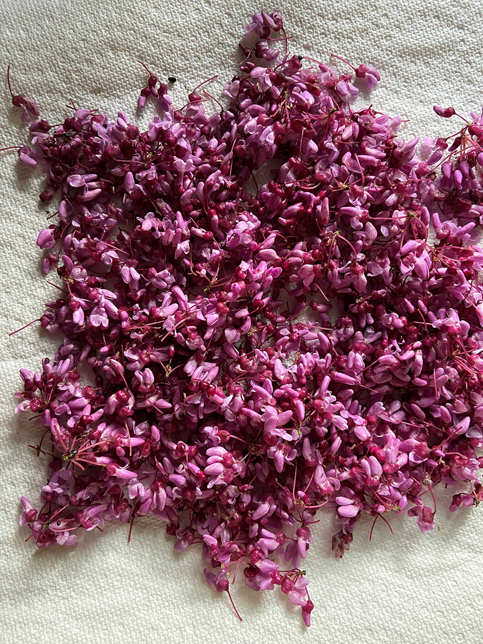 Jessica White Redbuds Drying