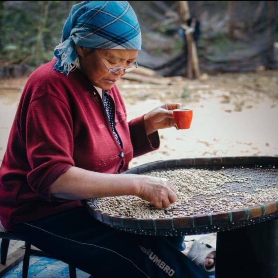 Woman sorting coffee