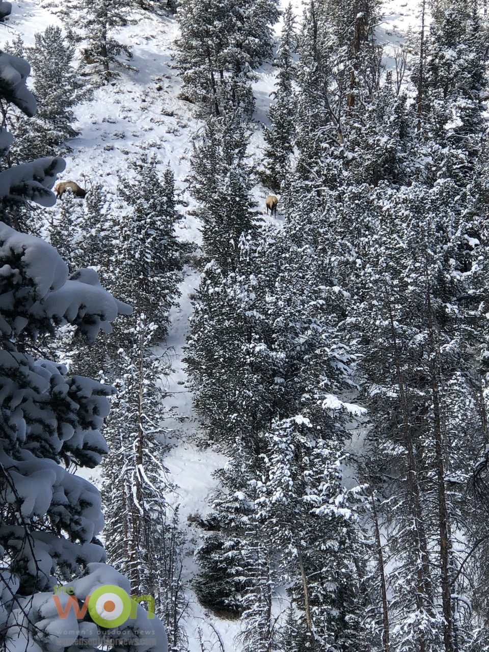 Several bull elk across a river. Reticle ranged 18'slope 230 yards. Had cow elk tag!