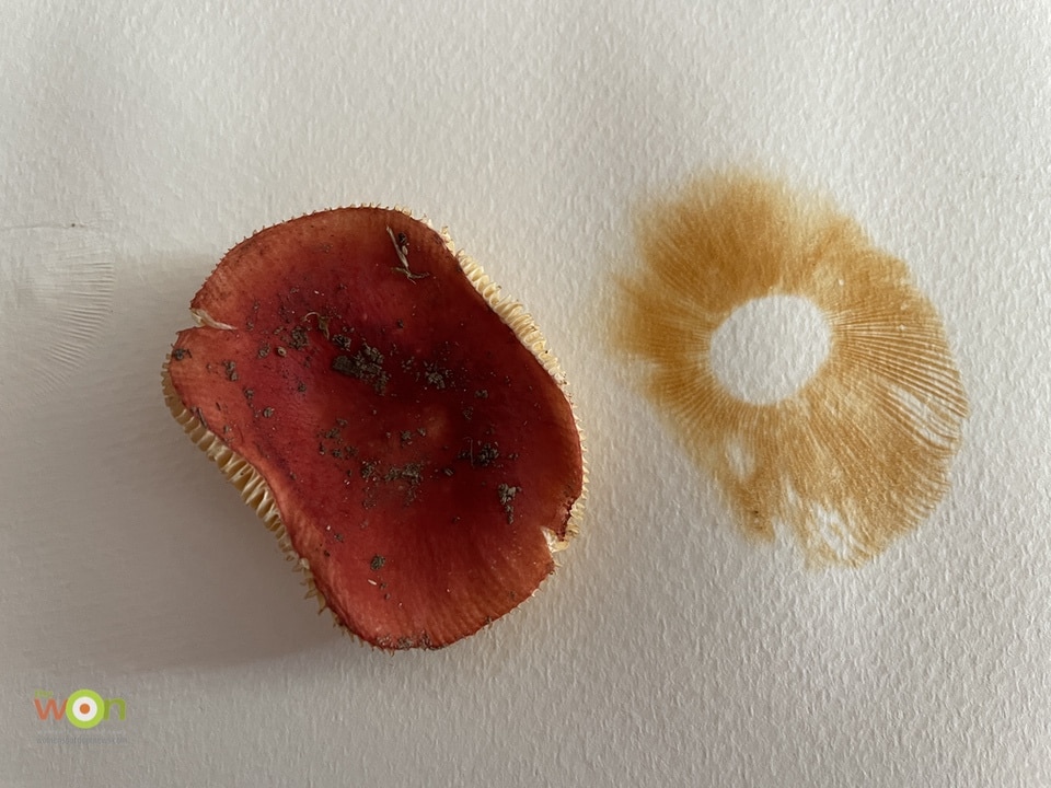 Before and after mushroom spore print