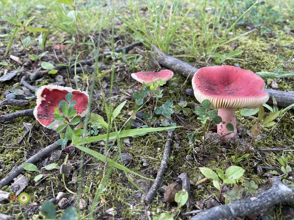 Emetic Russula