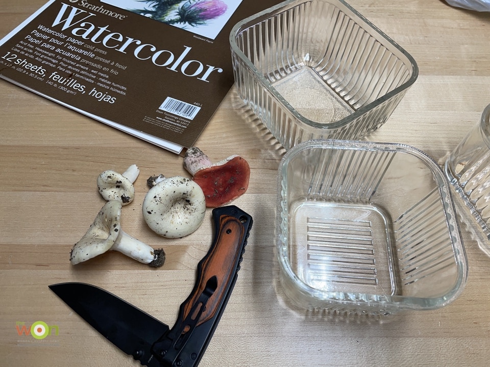 materials mushroom spore print