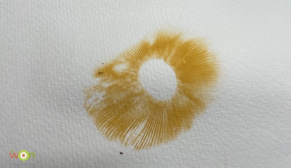 spore print Emetic Russula