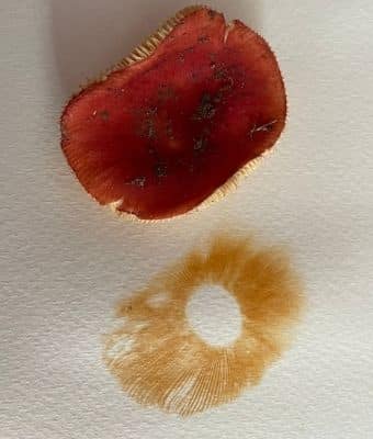 spore print feature