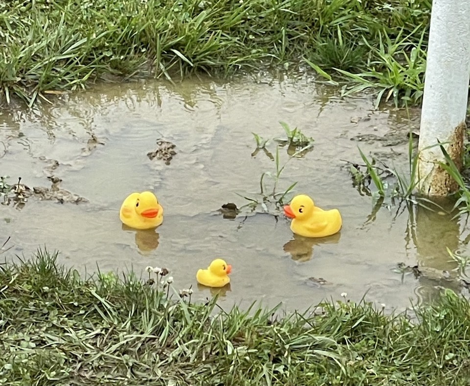 ducks puddle