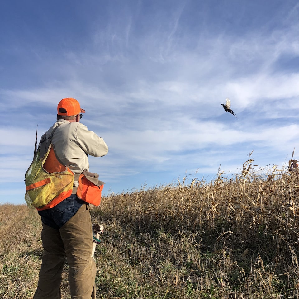 Pheasant hunting