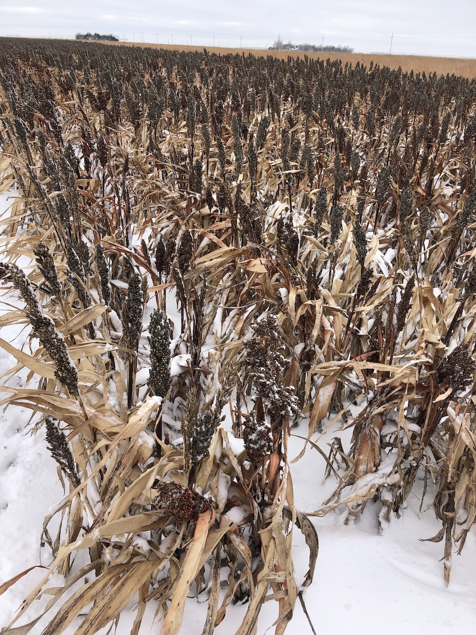 snowy field
