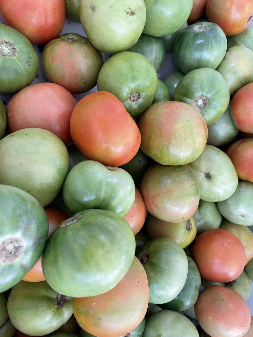 green tomatoes