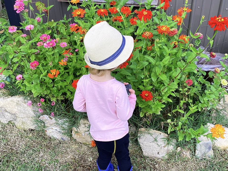 Zinnia at the woodshed