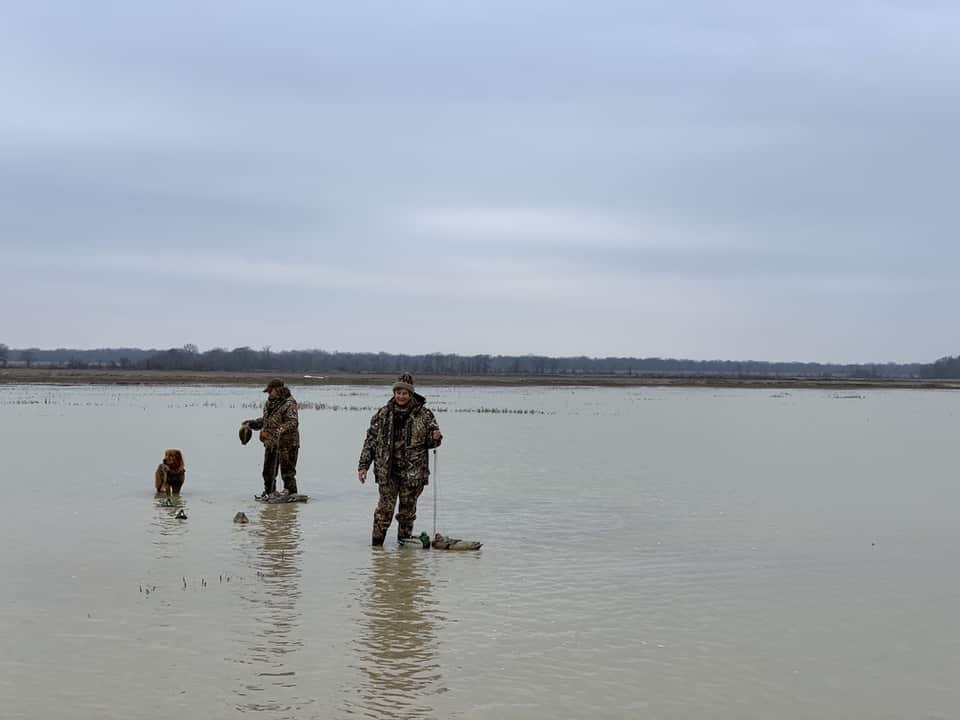 retrieving ducks