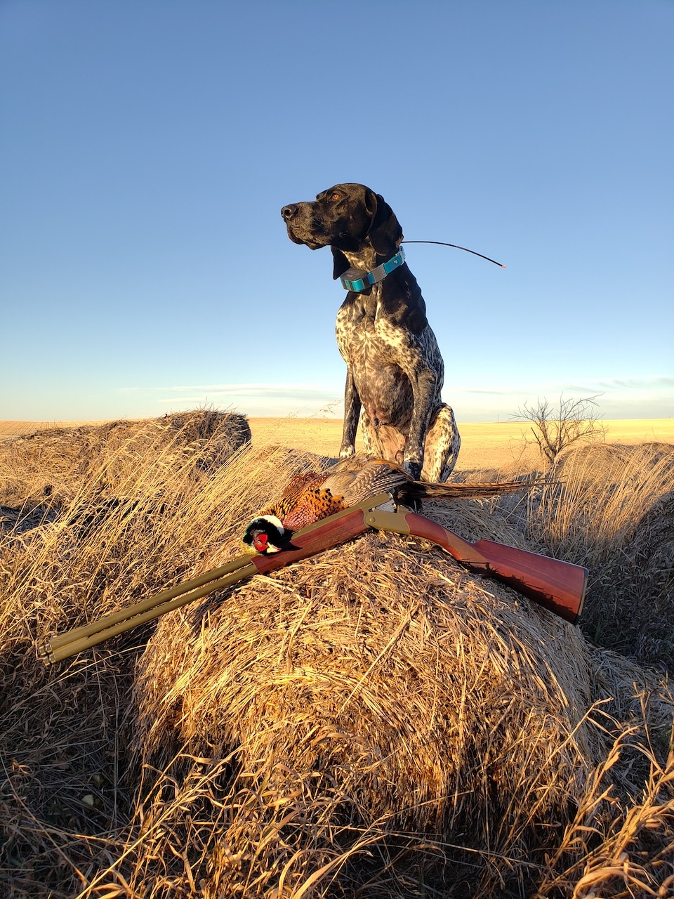 BIRD dog CASH WITH pheasant