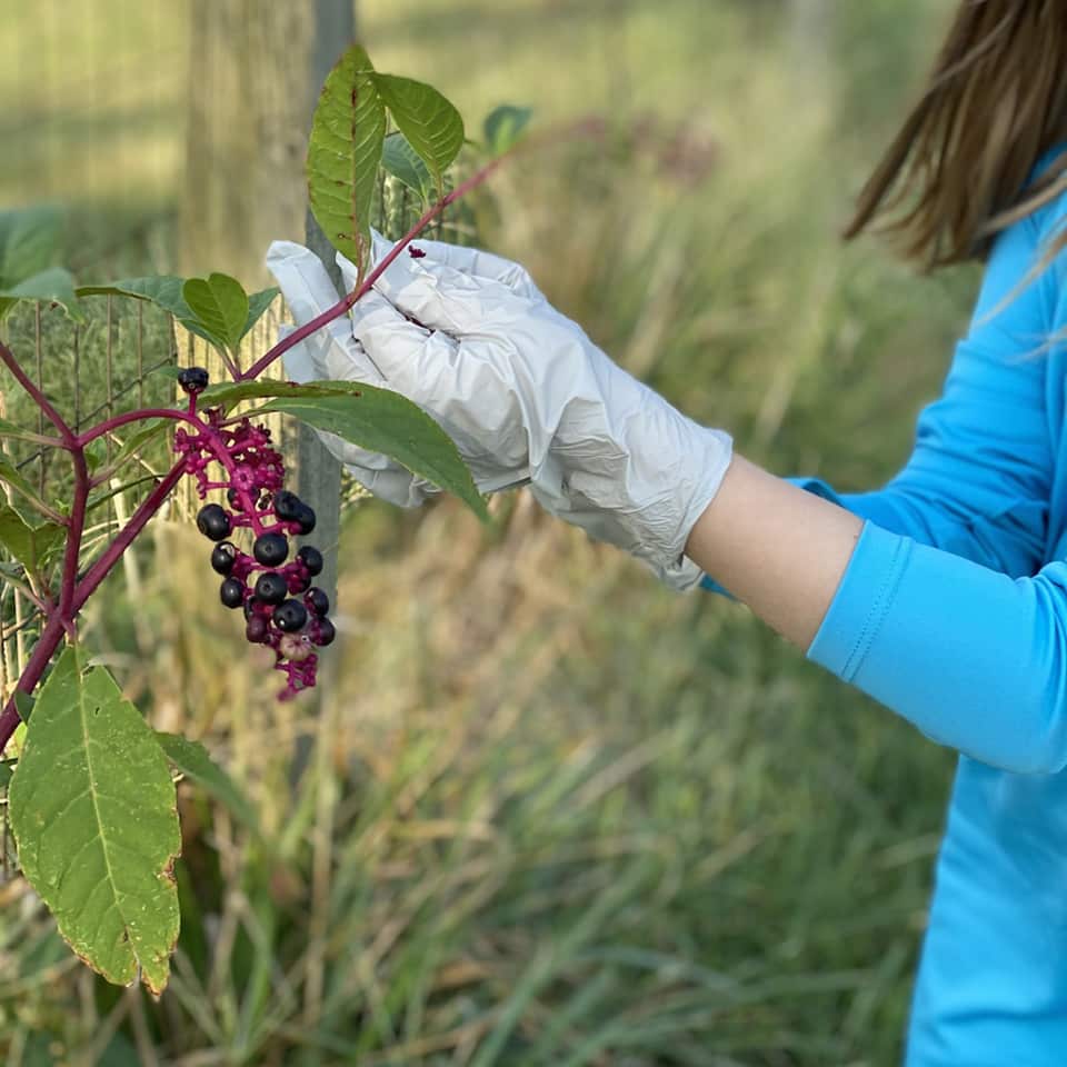 Collecting ripe pokeberries along a fenceline