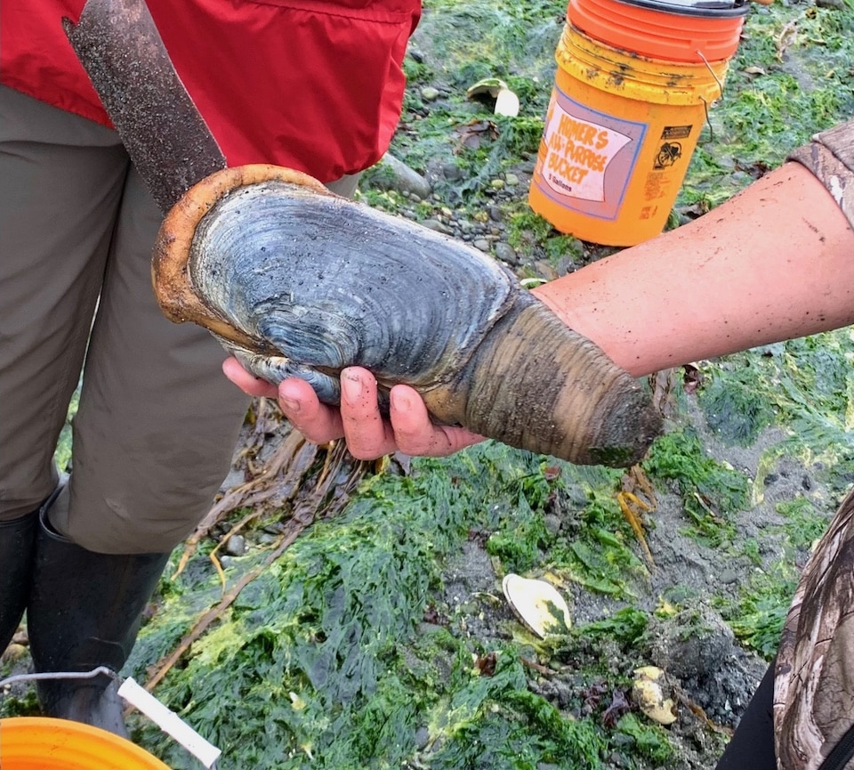 Gotcha geoduck