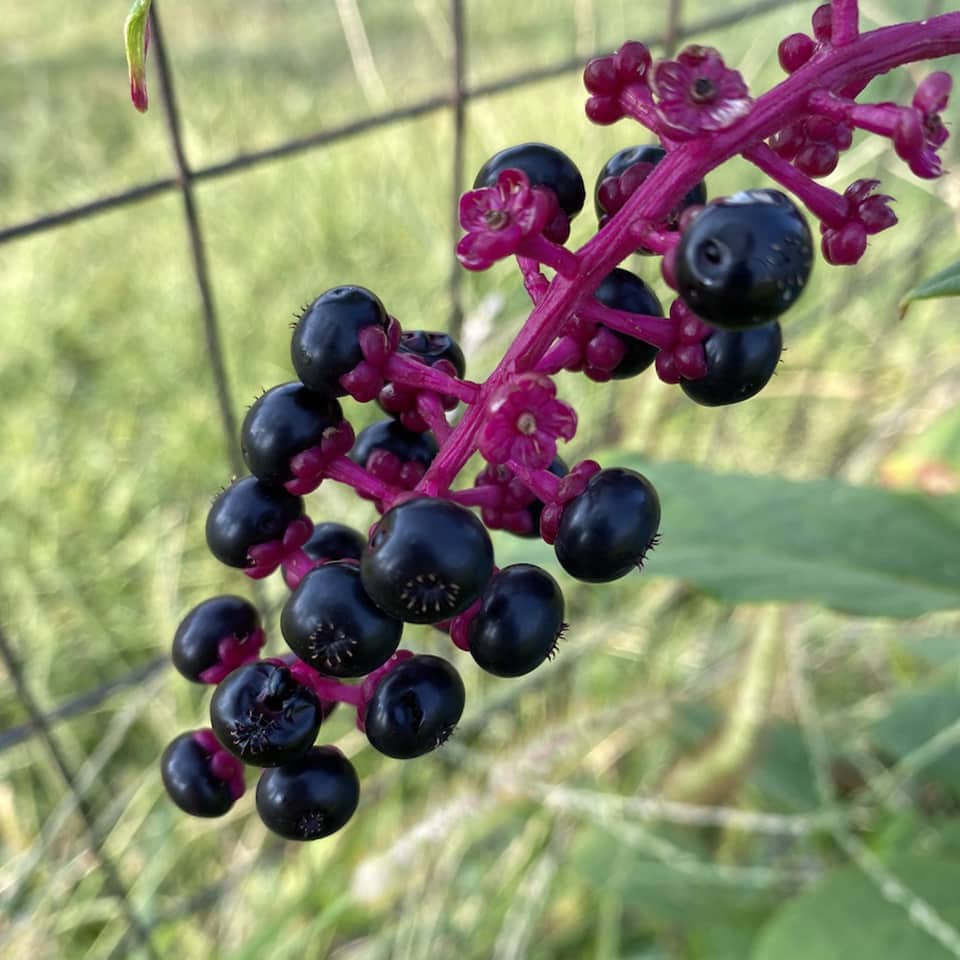 Pokeberries have been used for ink