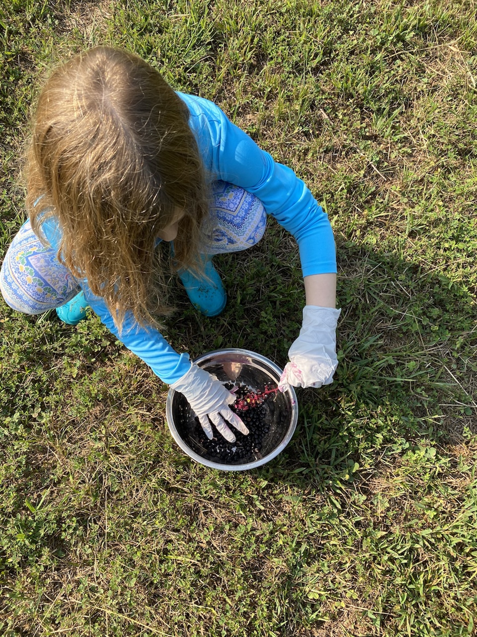 Rose pulls pokeberries from the stem into a stainless steel bowl