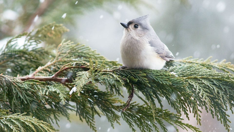 web_gbbc_2015_tufted_titmouse_1_kk_michele_black