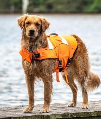 DOG LIFE JACKET feature