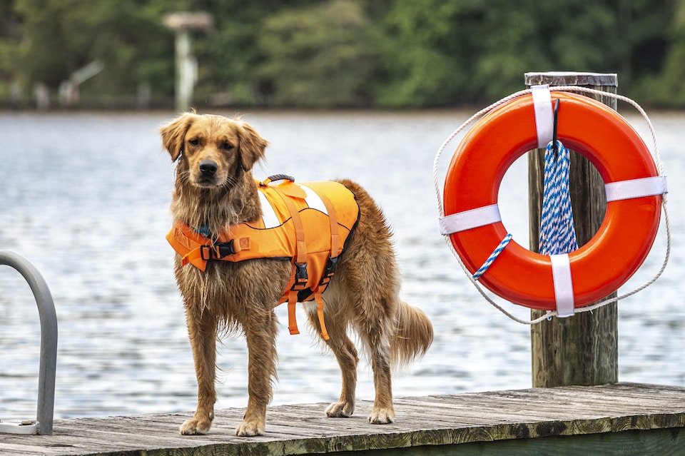 Man’s Best Friend Dog in Life Jacket