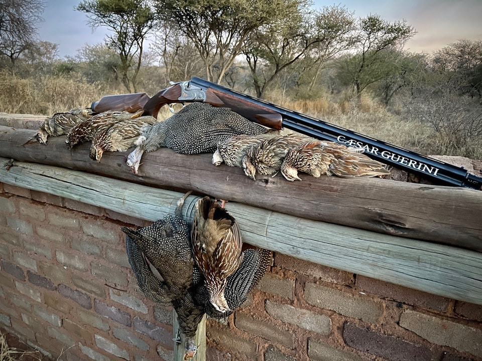 Francolin and guinea fowl