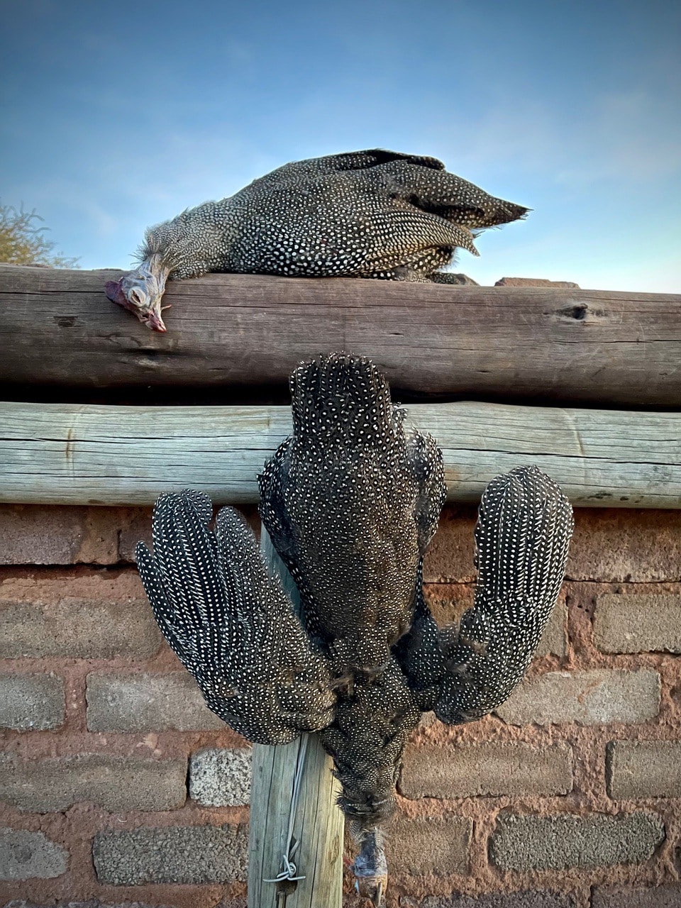 Guinea fowl photo