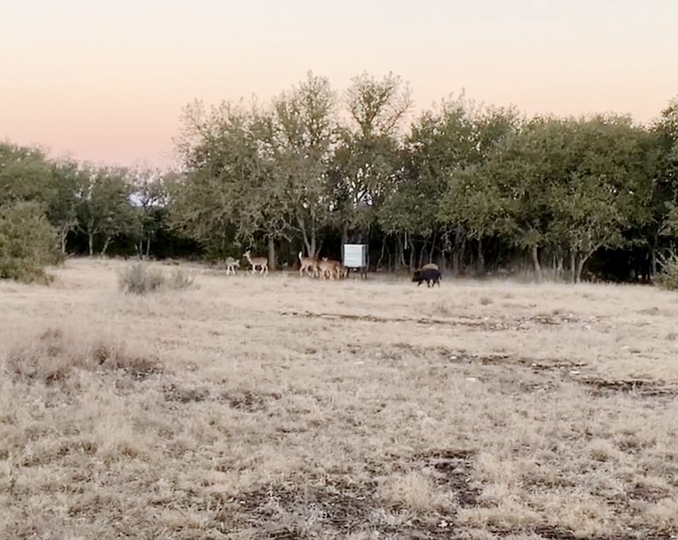 A big boar by the feeder with a group of axis deer