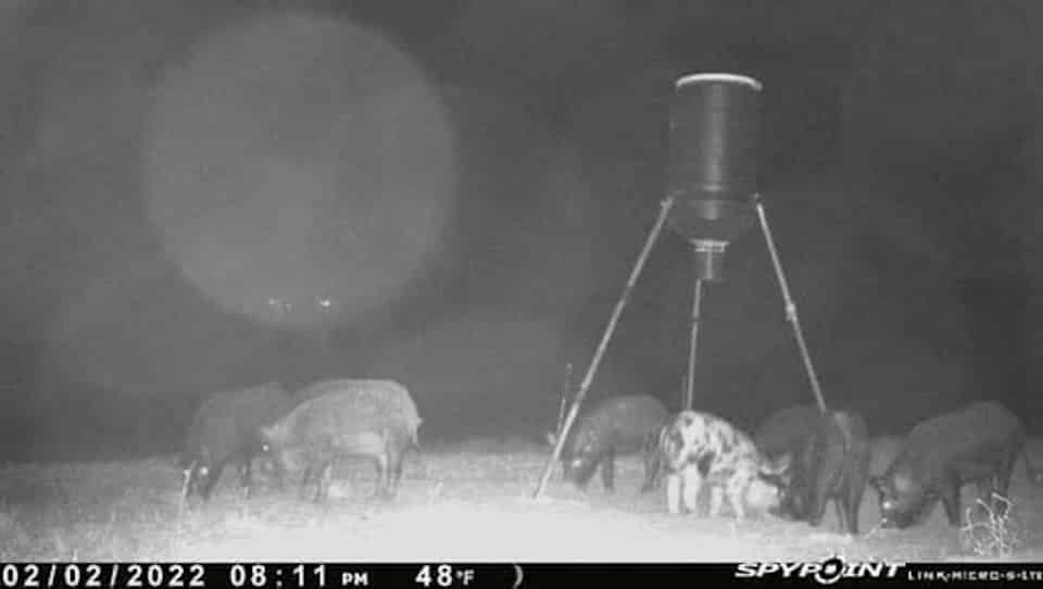 Hogs at the Feeder