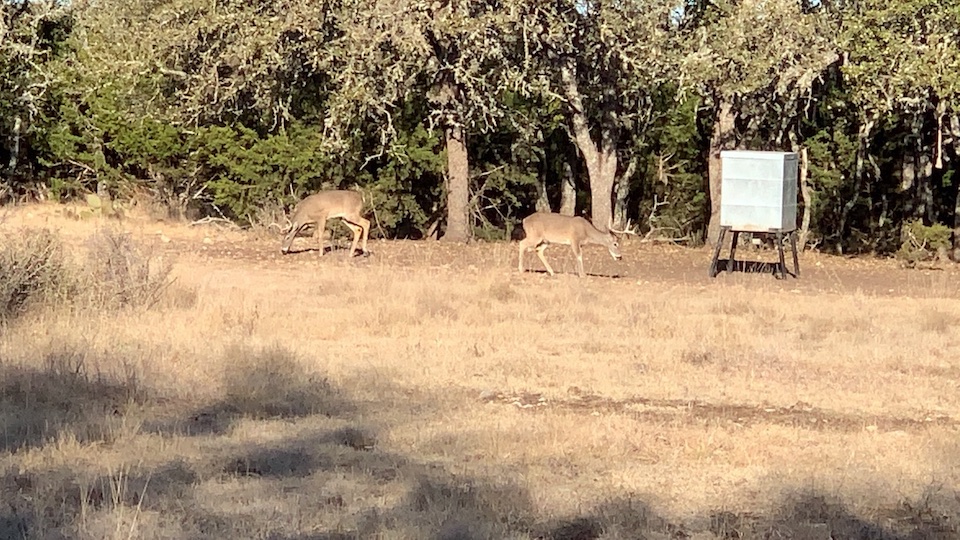 The Golob Family saw many whitetail and axis deer on their hog hunting trip to Texas
