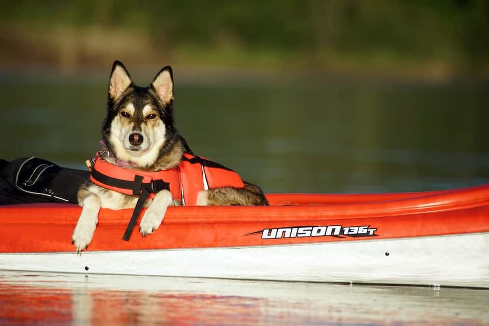 Dog on Kayak Man’s Best Friend