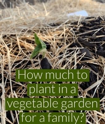 HOW MUCH SHOULD I PLANT IN A VEGETABLE GARDEN feature