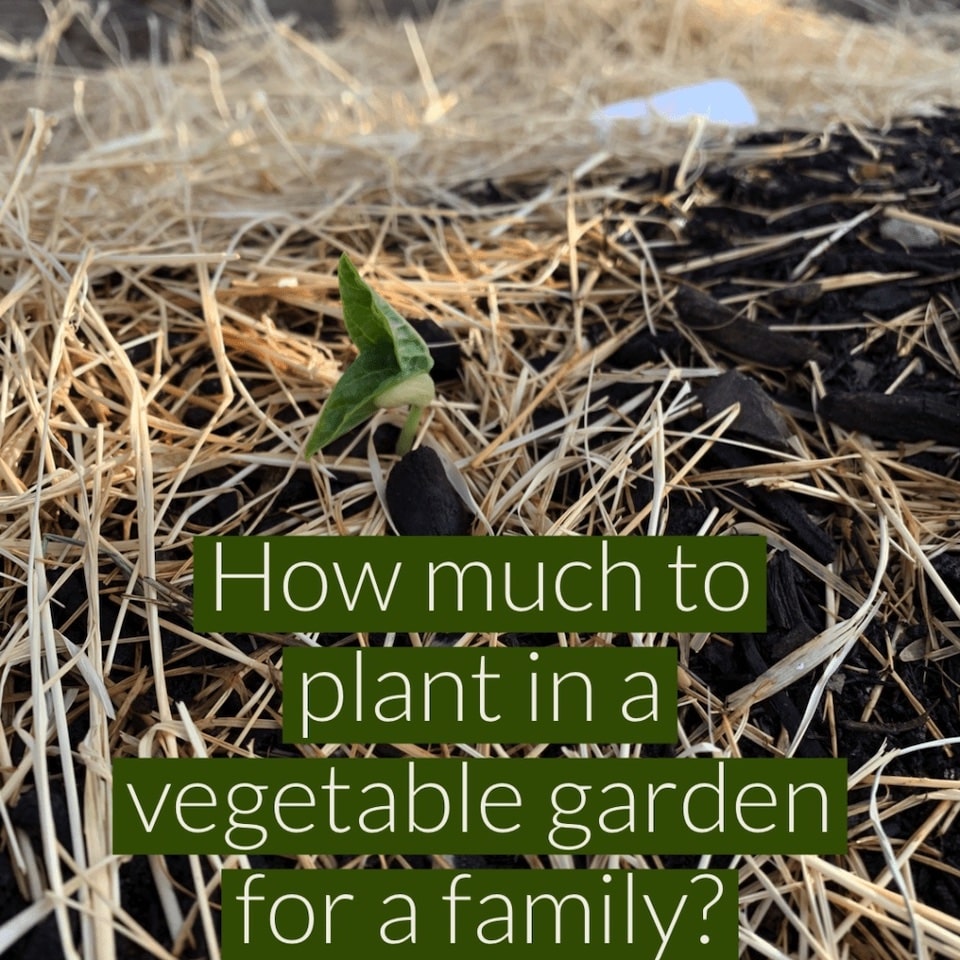 HOW MUCH SHOULD I PLANT IN A VEGETABLE GARDEN