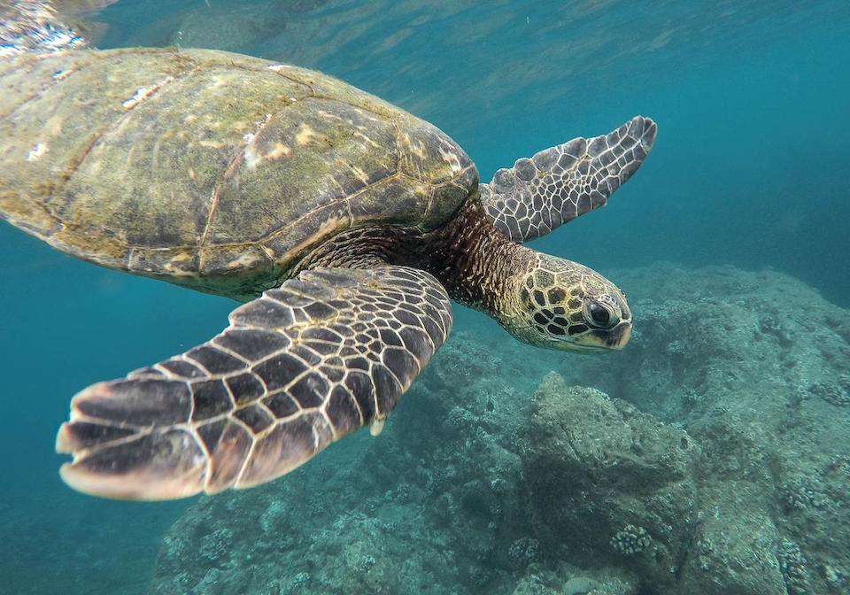 Sea turtle in the ocean