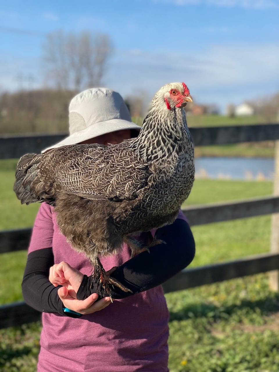 Chicken breeds com in many different sizes and colors