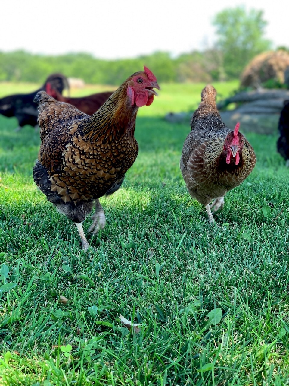 Hens have their own personalities