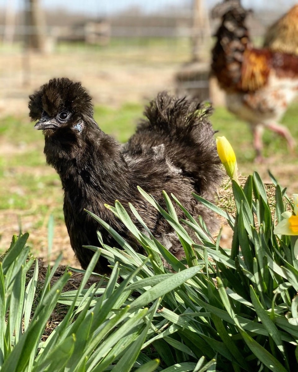 WON - There are many different breeds for raising backyard chickens