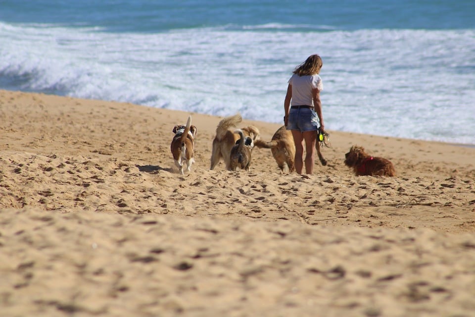 dog beach