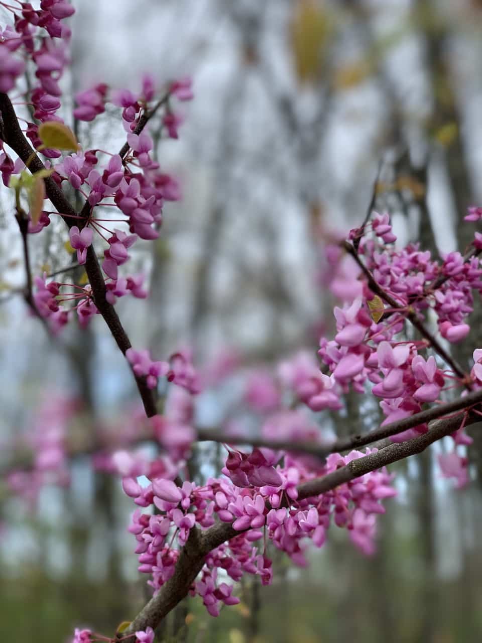 redbuds