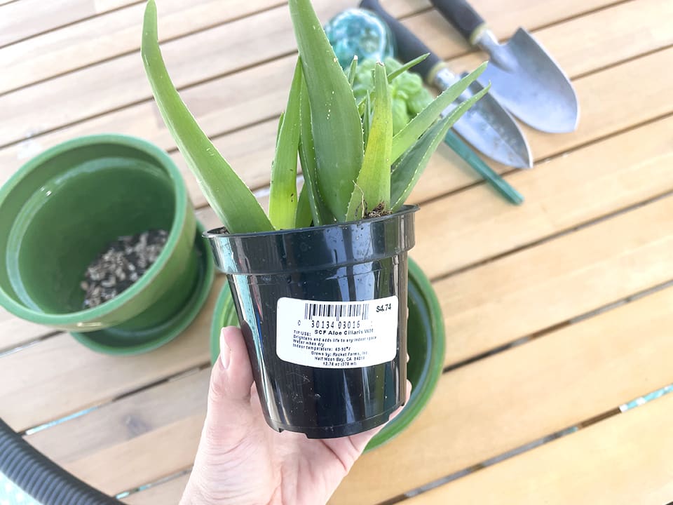 Aloe plant