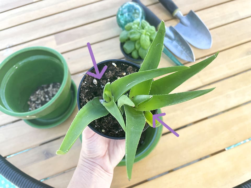 Double aloe plant