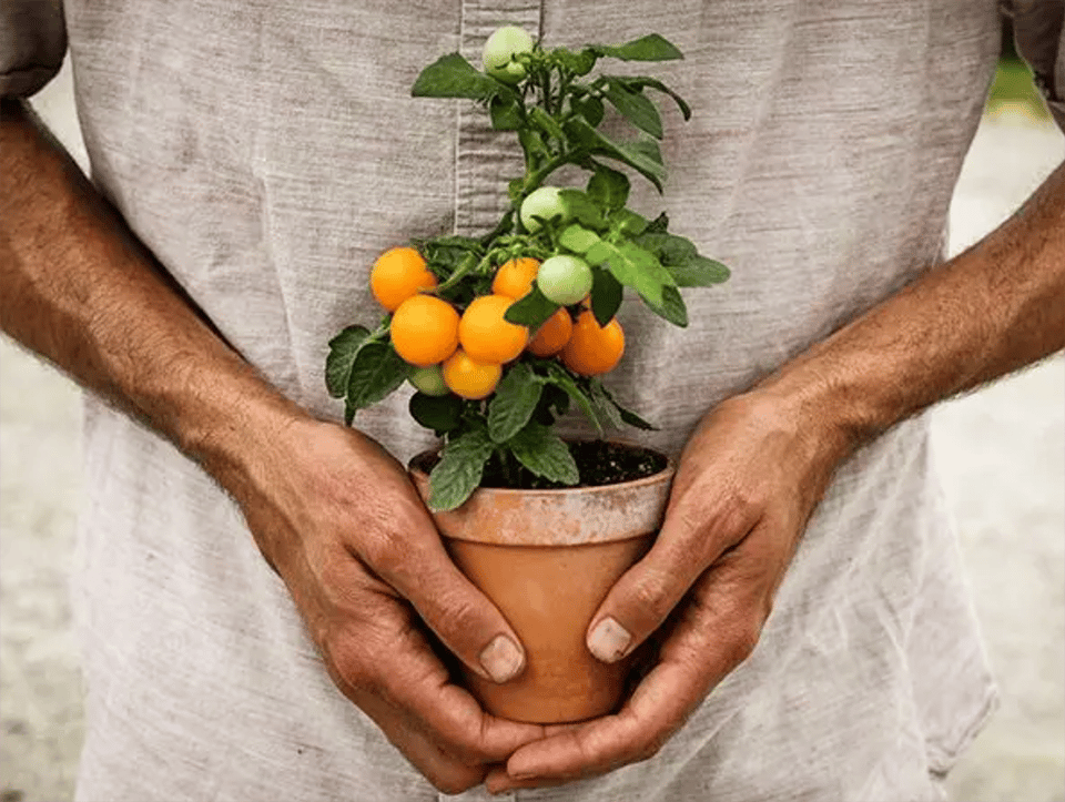 Orange Hat Tomato (Baker Creek photo)