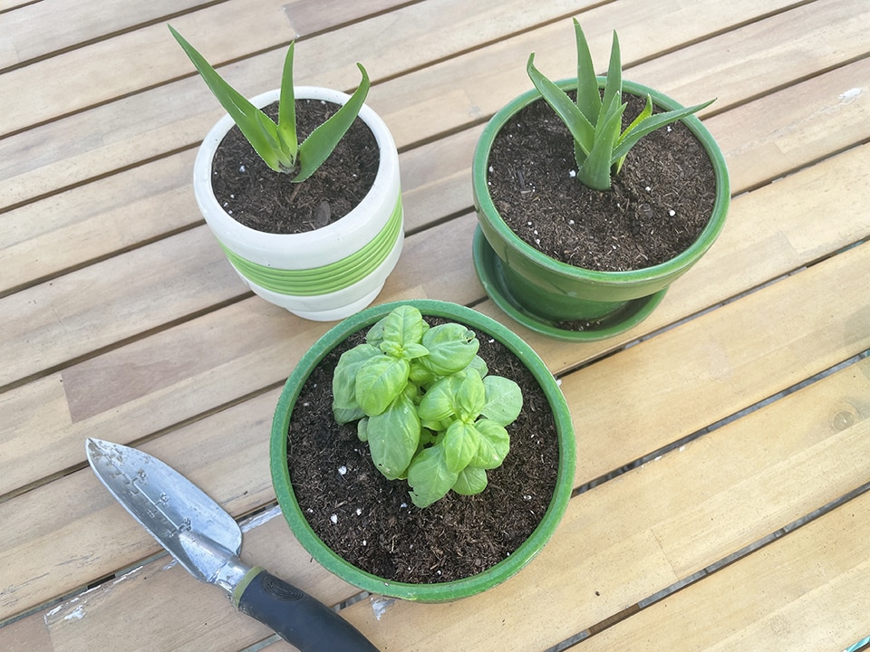 Plants in pots