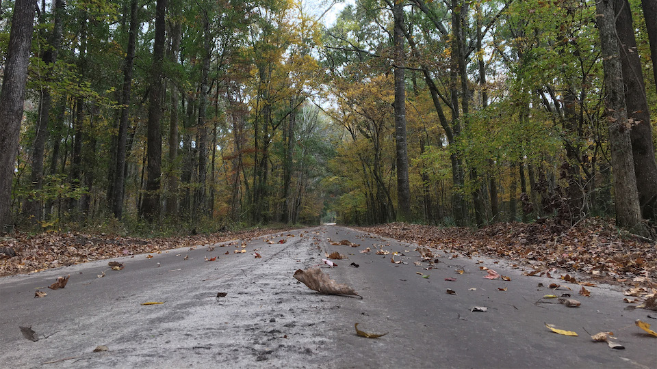 South Carolina Local Hunt