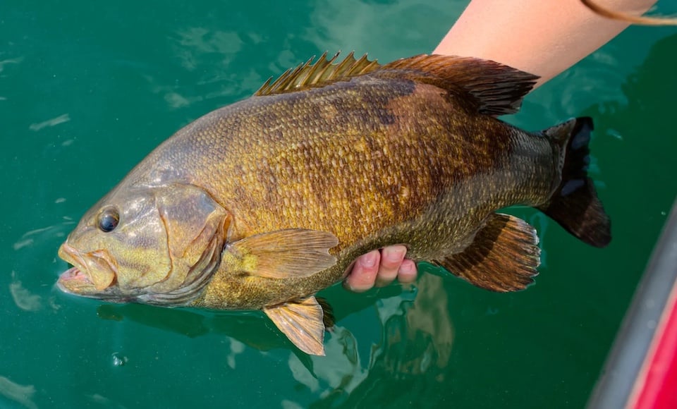 St. Lawrence River smallmouth bass