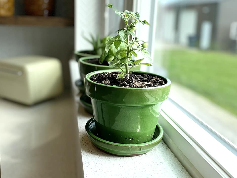 Tomato on the windowsill