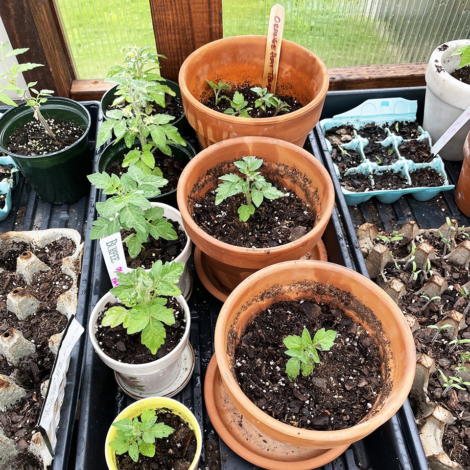 Tomatoes in the greenhouse