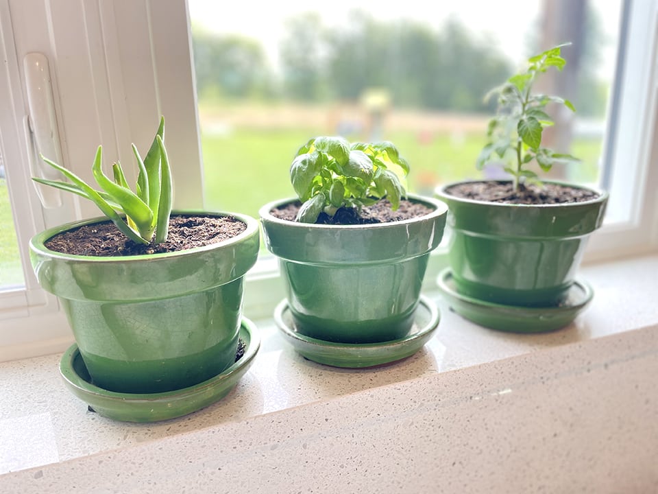 Windowsill garden 1